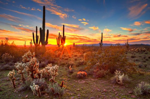 Sunset in the Phoenix desert